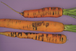 Symptôme caractéristique de Rhizoctonia solani sur carotte